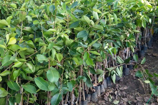 Tree Nurseries