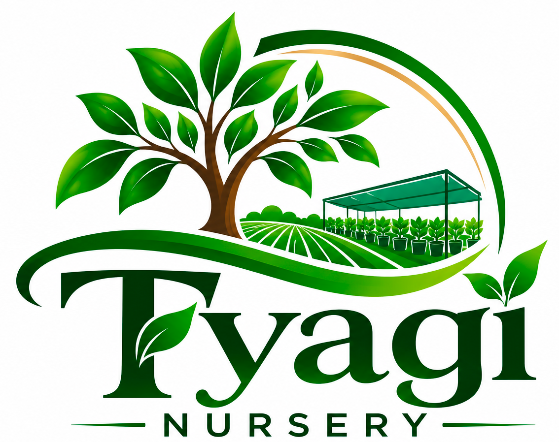 Tyagi Nursery